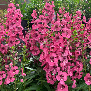 Angelonia 'Perfectly Pink' 4"