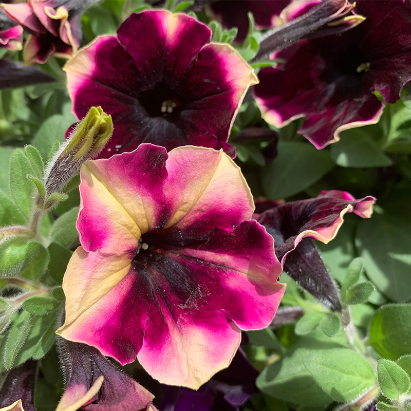 Petunia 'Blackberry Cheesecake' 4"