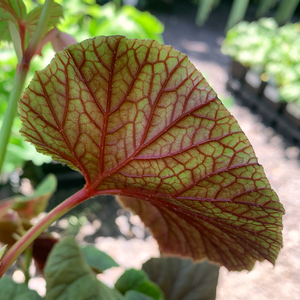 Begonia grandis Q01