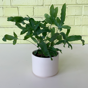 Blue Star Fern