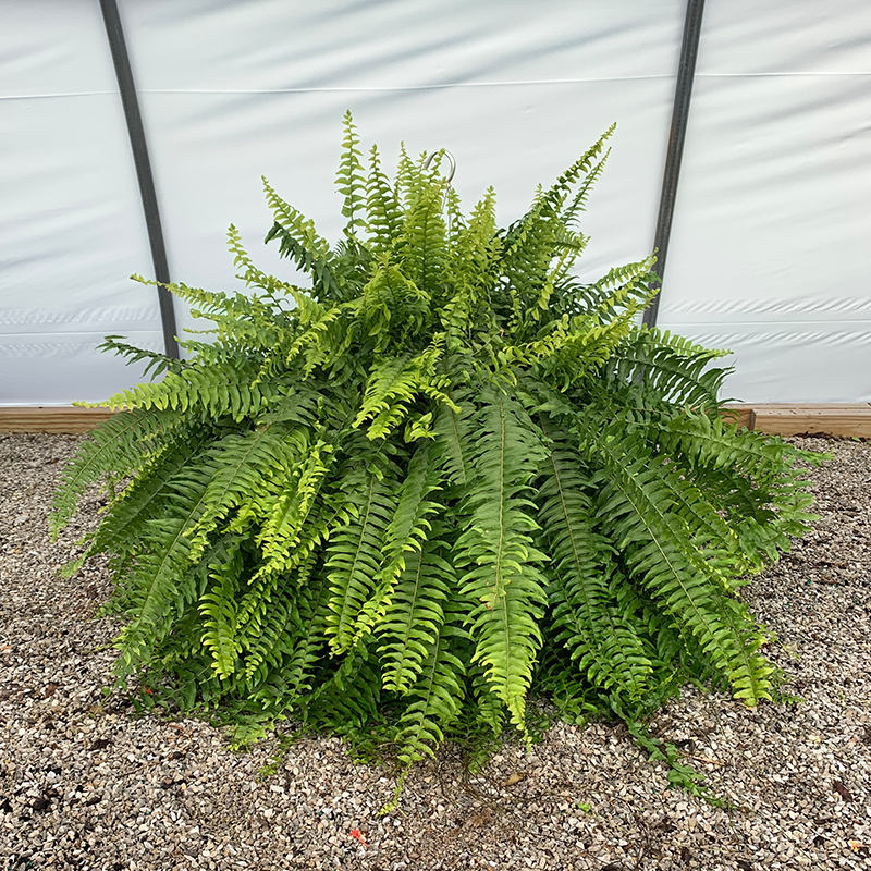 hanging plant fern Boston Fern 12" Hanging Basket