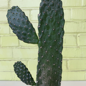 Opuntia 4"