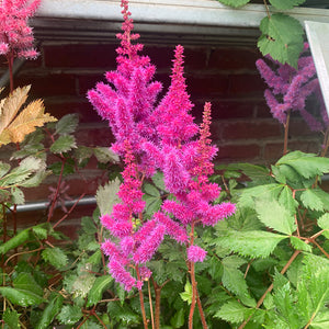 Astilbe ch 'Visions in Red' G01