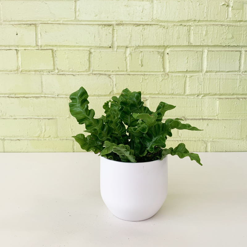Crispy Wave Fern