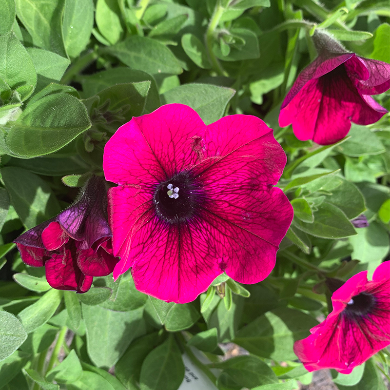 Petunia 'Kardinal' 4"