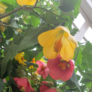 Abutilon Yellow 7.5" Topiary