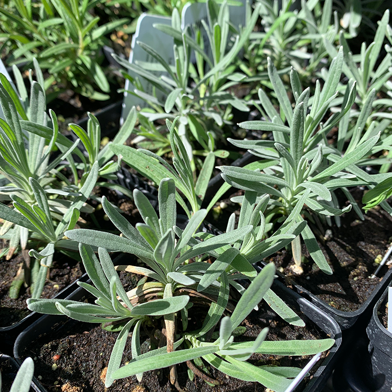 Lavandula x inter 'Phenomenal' 3.5"