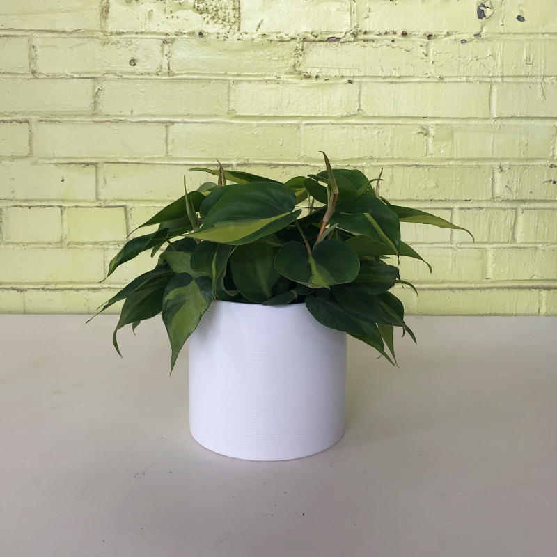 Philodendron 'Brasil'