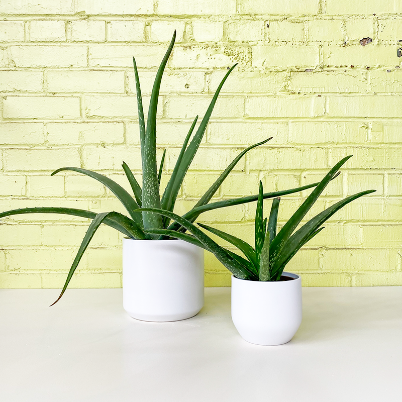 bloomwood plant care indoors Aloe vera