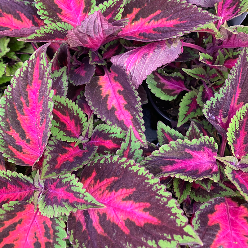 Coleus 'Ruby Road' 4"