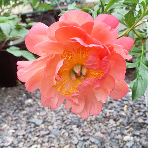 Paeonia lac 'Coral Sunset' #2