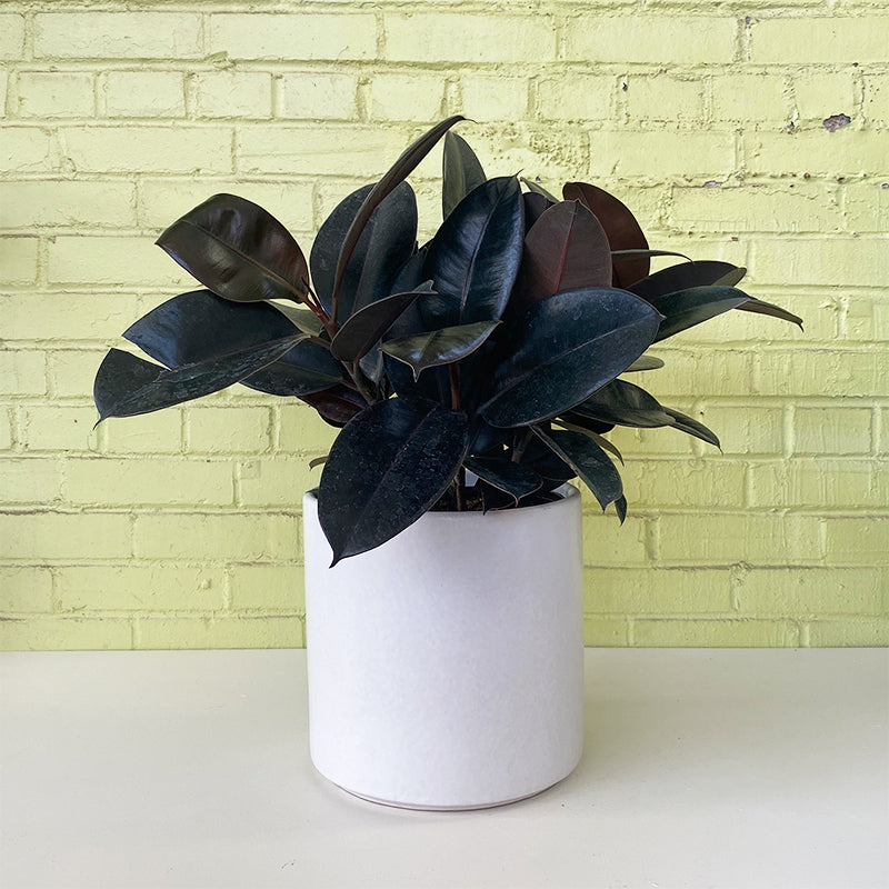 Ficus elastica