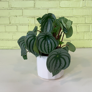 Peperomia 'Watermelon'