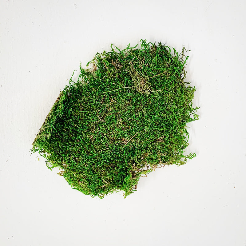 Sheet Moss 8oz