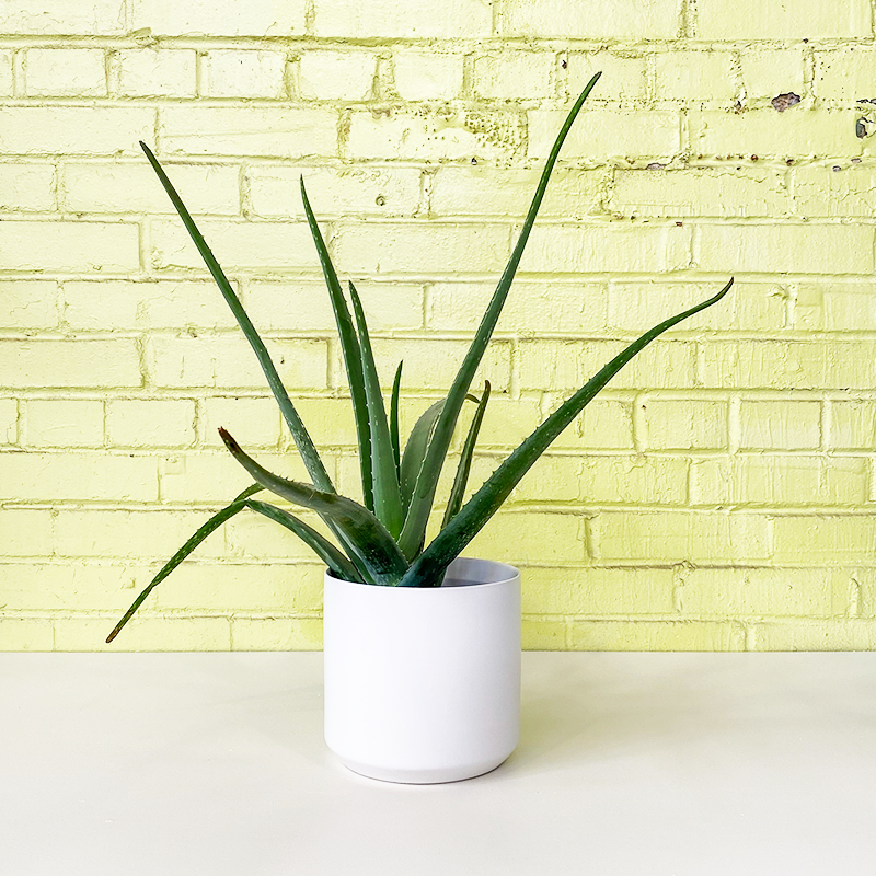 aloe vera plant b&q Aloe vera