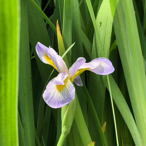 Iris virginica shrevei Q01