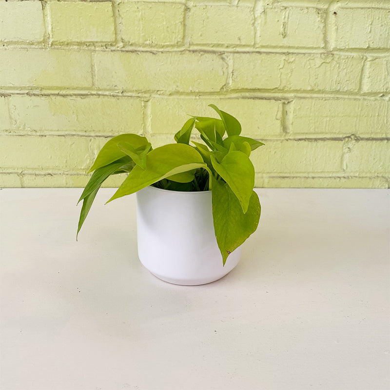 Pothos 'Neon'