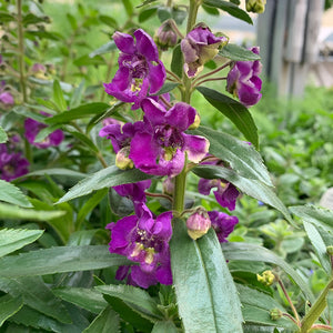 Angelonia 'Blue Improved' 4"