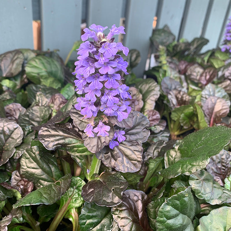Ajuga rep 'Black Scallop' Q01